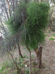 Casuarina glauca