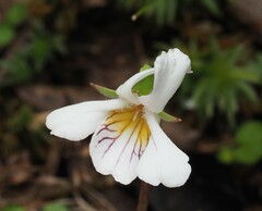 Euphrasia cuneata