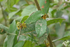 Hemidesmus indicus