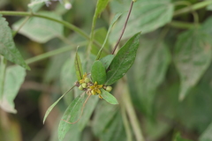 Hemidesmus indicus