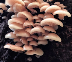 Scytinotus longinquus