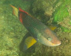 Notolabrus gymnogenis