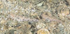 Istigobius hoesei