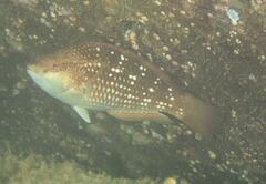 Notolabrus gymnogenis