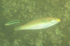 Stethojulis interrupta