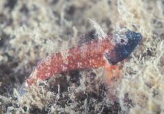 Enneapterygius atrogulare