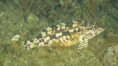 Chironemus marmoratus