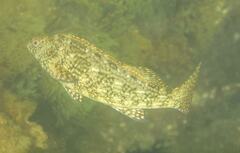 Aplodactylus lophodon