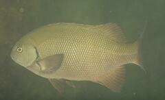 Girella elevata