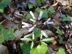 Cardamine angustata