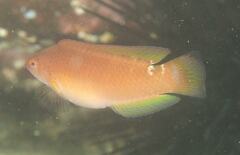 Austrolabrus maculatus