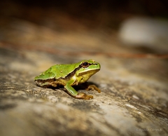 Hyla eximia