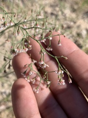 Eriogonum cernuum