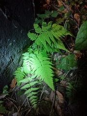 Phegopteris connectilis