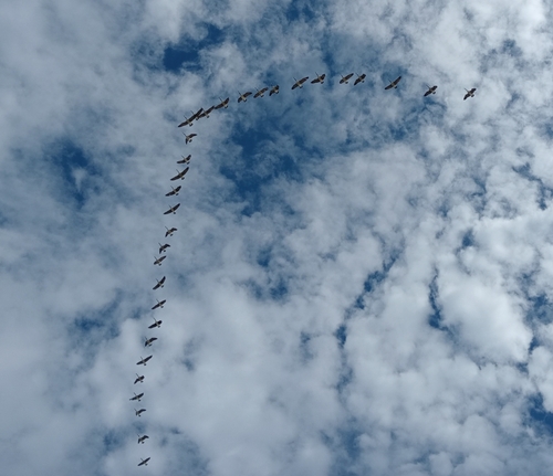 Ganso Canadiense (Branta canadensis)