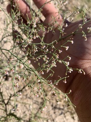 Eriogonum cernuum