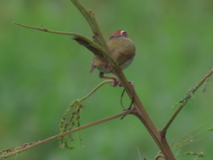Basileuterus rufifrons