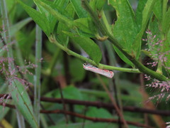 Utetheisa ornatrix