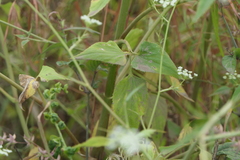 Pimpinella wallichiana