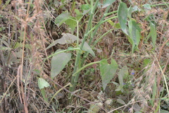 Pimpinella wallichiana