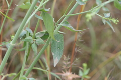 Pimpinella wallichiana