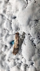 Amydria effrenatella