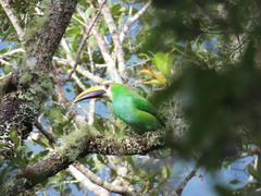 Aulacorhynchus prasinus