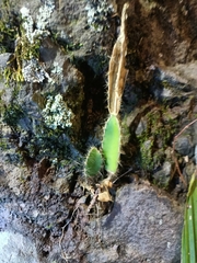 Acanthocereus tetragonus