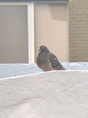 Columba livia domestica