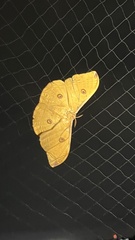 Antheraea