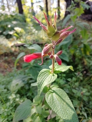 Salvia fulgens