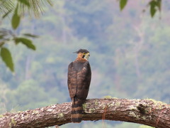 Spizaetus ornatus