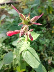 Salvia fulgens