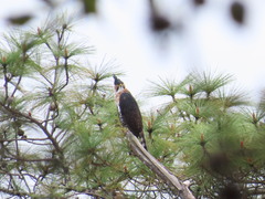 Spizaetus ornatus