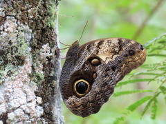 Caligo telamonius memnon