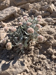Eriogonum pauciflorum