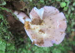 Russula purpureotincta