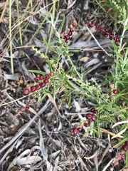 Chenopodium wilsonii