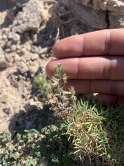 Lappula occidentalis