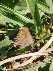 Electrostrymon guzanta