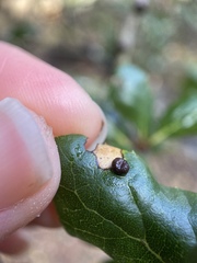 Dryocosmus minusculus