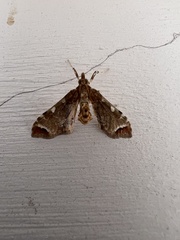 Leucinodes cordalis