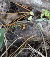 Dacrymyces stillatus