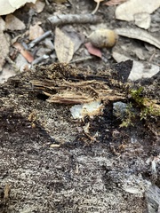 Merulius tremellosus