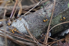 Dacrymyces stillatus