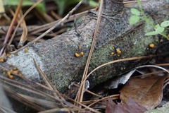 Dacrymyces stillatus