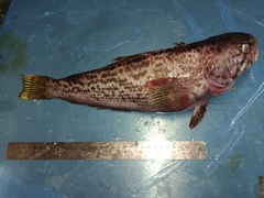 Marbled Rockcod photo 3