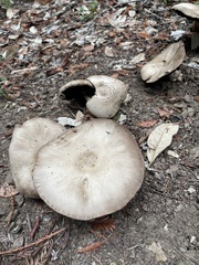 Agaricus hondensis