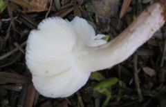 Russula purpureotincta