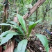 Tacca havilandii - Photo (c) Hus atong, algunos derechos reservados (CC BY-NC), subido por Hus atong